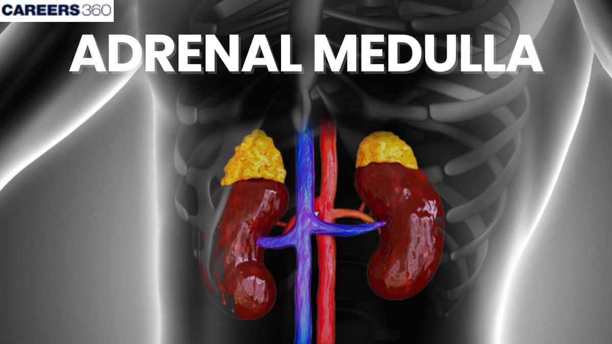 Adrenal Medulla - Function & Diseases